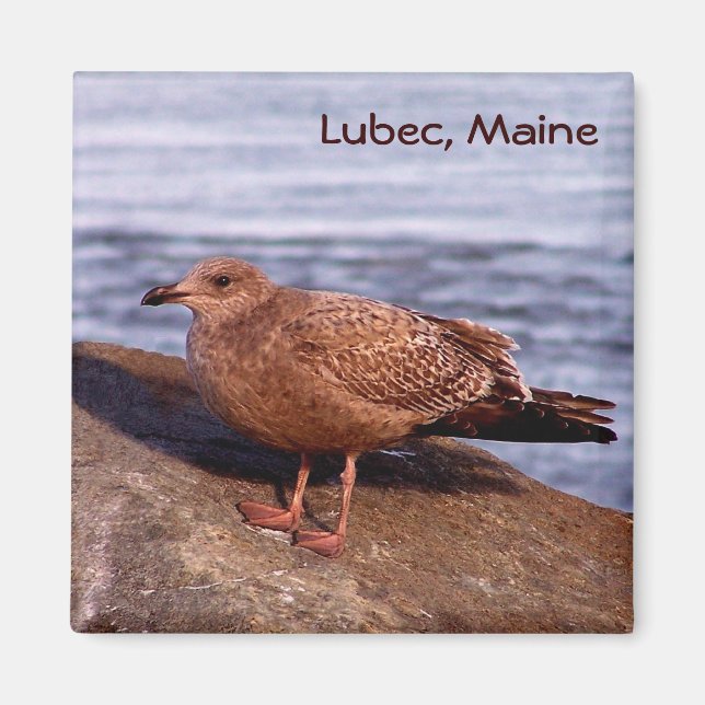 Gull in Lubec, Maine Magnet (Vorne)