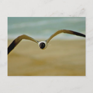 Gull kommt auf mich zu postkarte