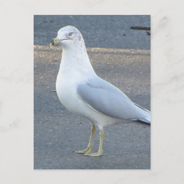 Gull Postkarte (Vorderseite)