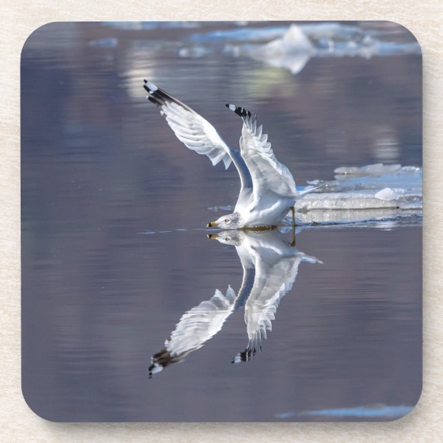 Gull-Reflektionen Getränkeuntersetzer (Vorderseite)