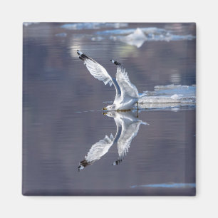 Gull-Reflektionen Magnet