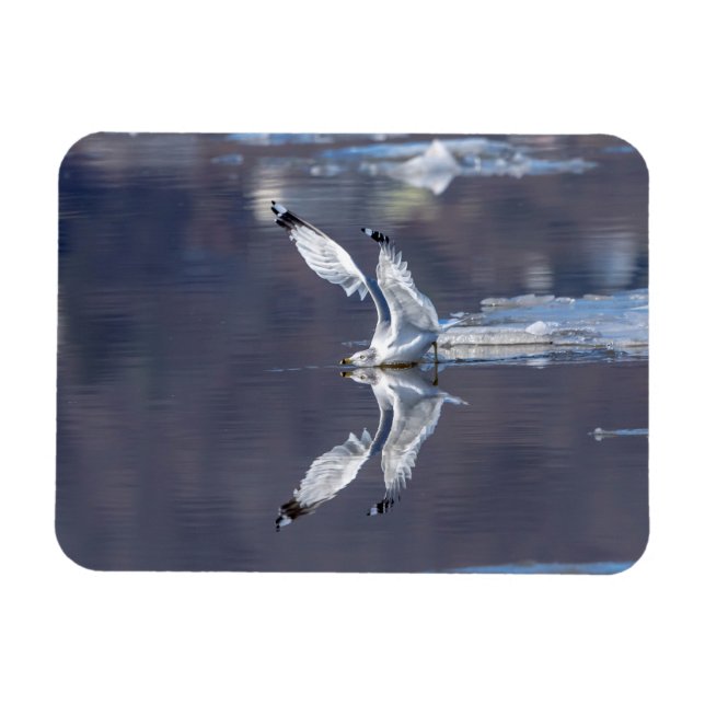 Gull-Reflektionen Magnet (Horizontal)