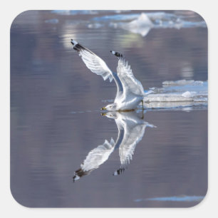 Gull-Reflektionen Quadratischer Aufkleber