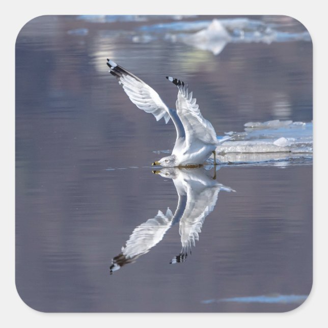 Gull-Reflektionen Quadratischer Aufkleber (Vorderseite)