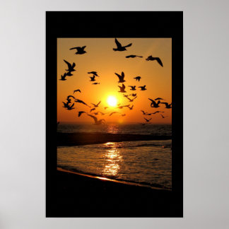 Gull-Sonnenuntergang Poster