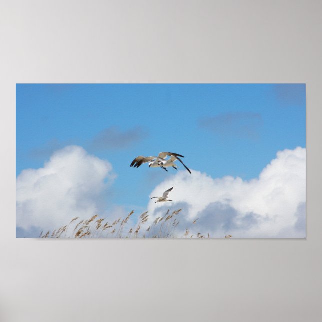 Gull Trio 1 Poster (Vorne)