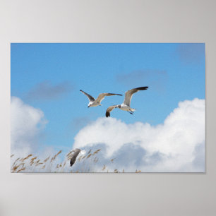 Gull Trio 3 Poster