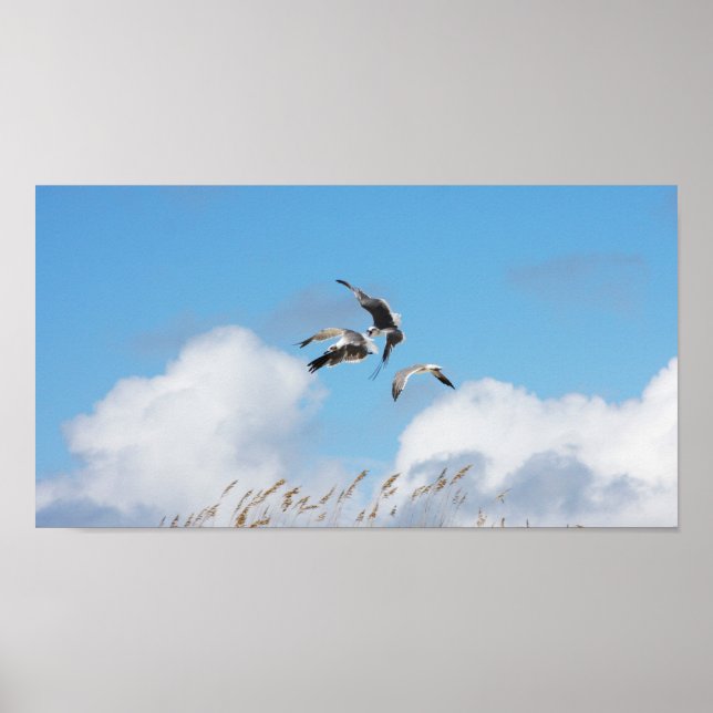 Gull Trio 4 Poster (Vorne)