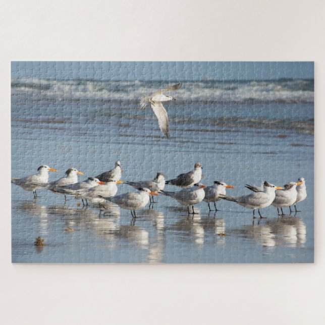 Gulls am Strand von Florida (Horizontal)