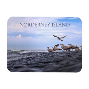 Gulls Ansammlung, Nordsee, Norderney, Ostfriesien Magnet