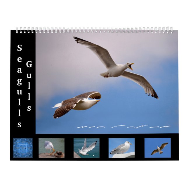 Gulls und Seagulls 12 Monate Kalender (Titelbild)