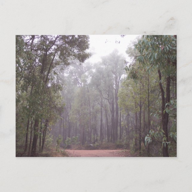 Gum Trees Postkarte (Vorderseite)