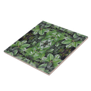 Gummibaum-Blatt-Muster Fliese