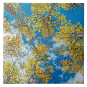 Gunnison National Forest Colorado Fliese