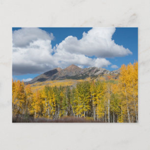 Gunnison National Forest, Colorado Postkarte