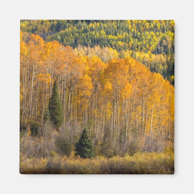 Gunnison National Forest Magnet (Vorne)