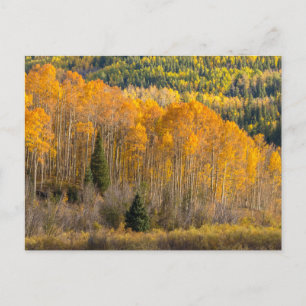 Gunnison National Forest Postkarte