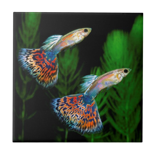 Guppies Fliese (Vorderseite)