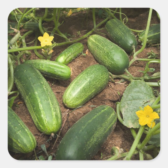 Gurken Quadratischer Aufkleber (Vorderseite)