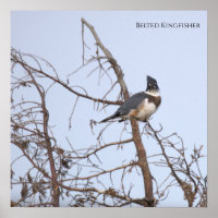 Gürtel-Eisvogel-Fotoplakat