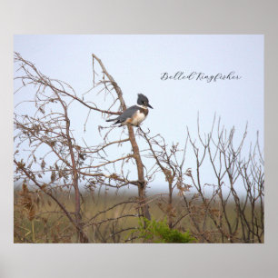 Gürtel-Eisvogel-Fotoplakat Poster
