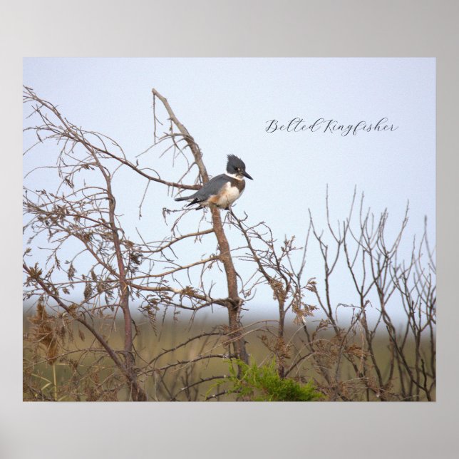 Gürtel-Eisvogel-Fotoplakat Poster (Vorne)