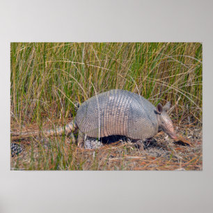 Gürteltier, Bear Island Wildlife Area, S. Carolina Poster