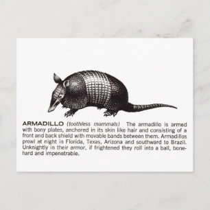 Gürteltier Postkarte