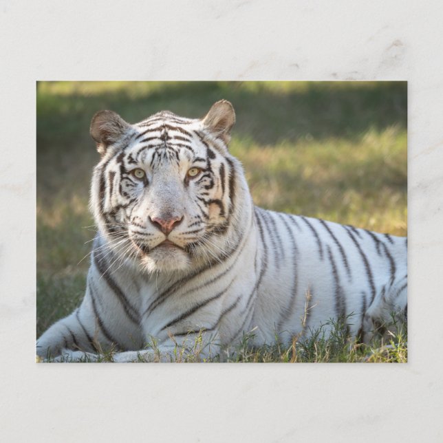 Gus - postkarte (Vorderseite)