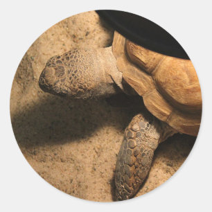 Gus the Tortoise Runder Aufkleber
