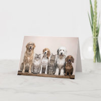 Gute Besserung Hunde und Katzen