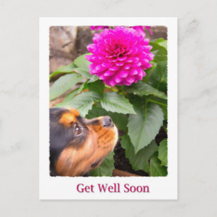 Gute Besserung King Charles Spaniel Und Dahlie Postkarte