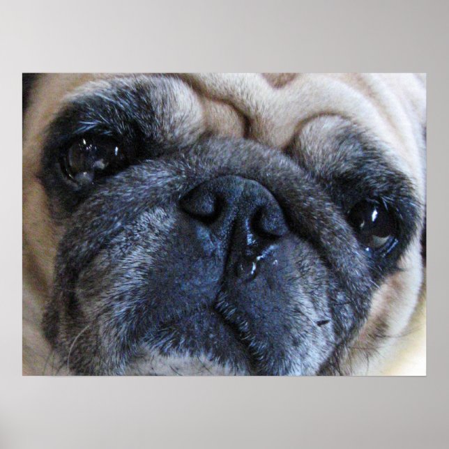 Gute Besserung Kranke Pug-Hund Poster (Vorne)