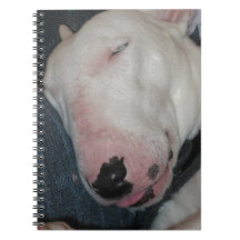 Gute Nacht, schlafen fester, alberner Hund