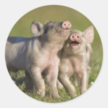 Gute, weiße Ferkel im Feld