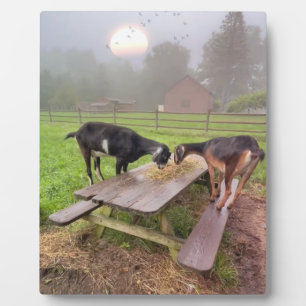 Gute Ziegen bei Sonnenuntergang Fotoplatte