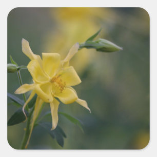 Guten Morgen gelbe Blumen Quadratischer Aufkleber