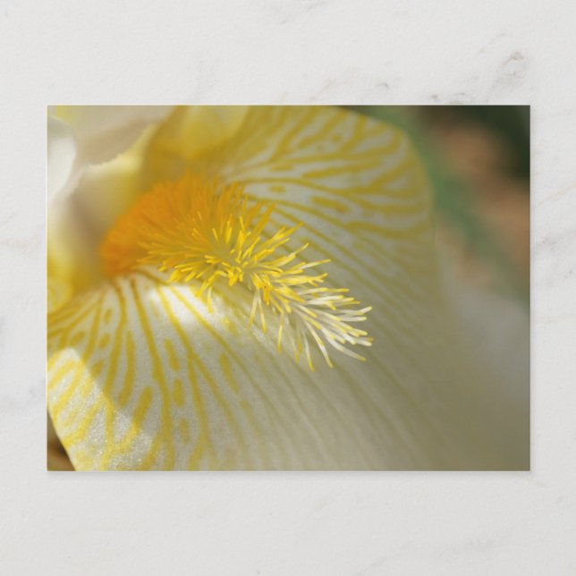 Guten Morgen, Iris! Postkarte (Vorderseite)