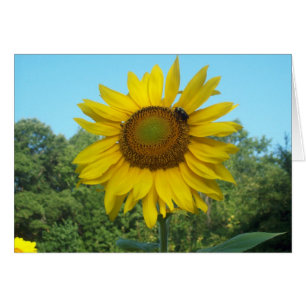 Guten Morgen Sonnenschein