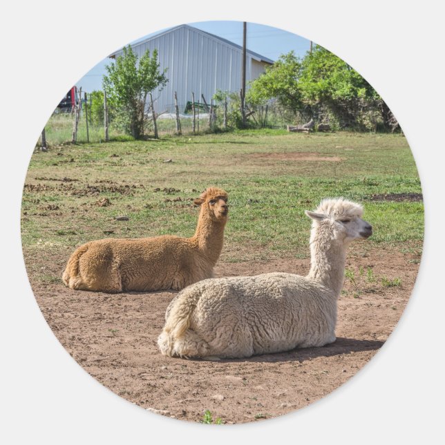 Guter Blick Llamas (Lama glama) auf grünem Gras Runder Aufkleber (Vorderseite)