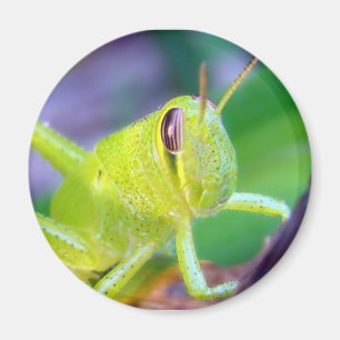 Guter Graushopper-Magnet Magnet