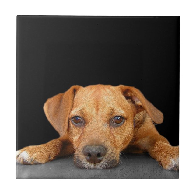 Guter Hund Fliese (Vorderseite)