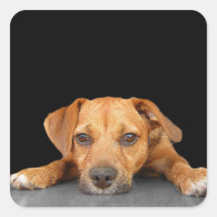 Guter Hund Quadratischer Aufkleber