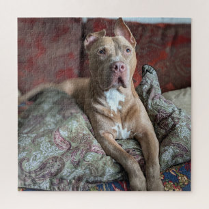 Guter Junge Süßer Pit Bull Farb Foto
