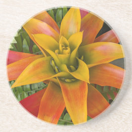 Guzmania Bromeliad Plant Floral Getränkeuntersetzer