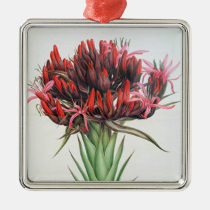 Gymea Lilie, 1826 (w/c auf Papier) Silbernes Ornament