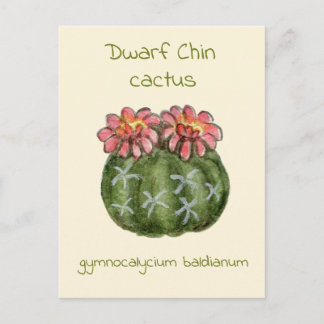 Gymnocalycium Baldianum-Kaktus Postkarte