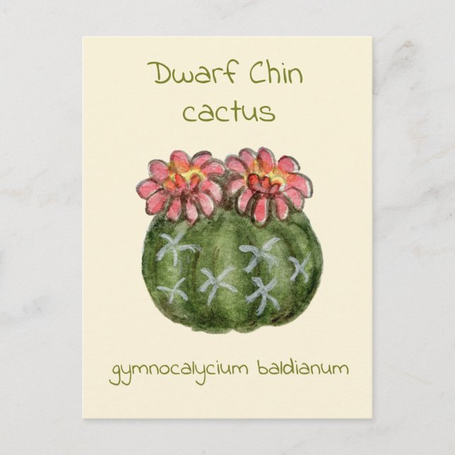 Gymnocalycium Baldianum-Kaktus Postkarte (Vorderseite)