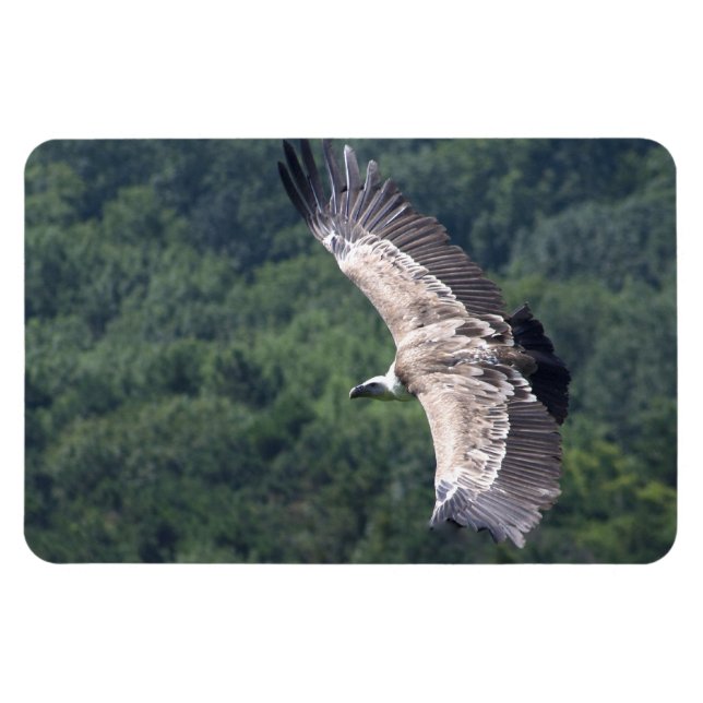 Gyps fulvus fliegen magnet (Horizontal)