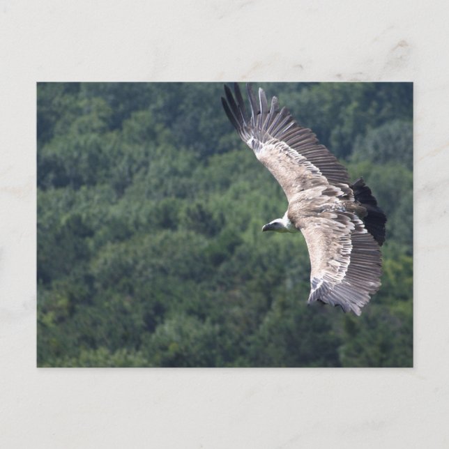 Gyps fulvus fliegen postkarte (Vorderseite)